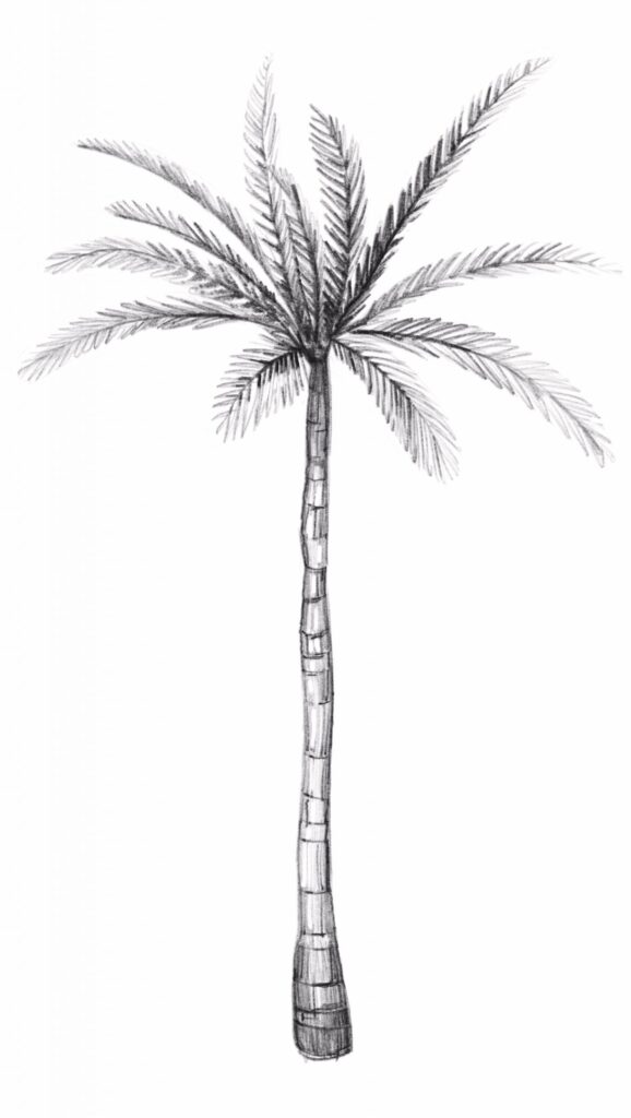 how do u draw a palm tree