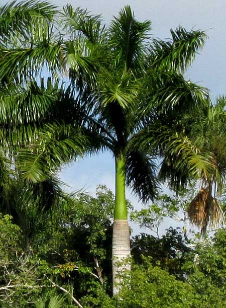 how much does a royal palm tree cost
