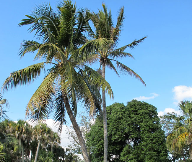 how does a palm tree flourish