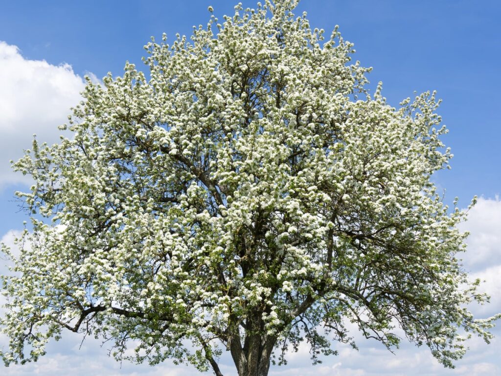 what does the pear tree symbolize