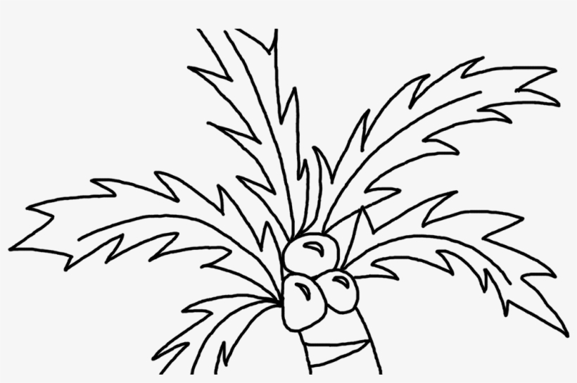 how to draw a palm tree with coconuts