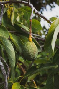 how long till avocado trees produce fruit