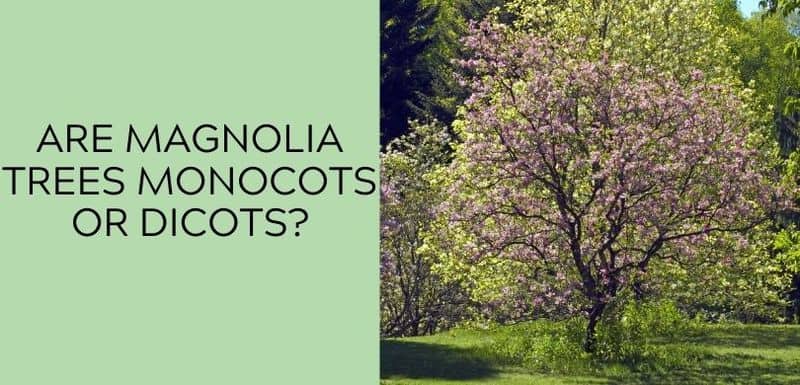 which trait in a magnolia tree makes it more similar to a monocot than a eudicot?