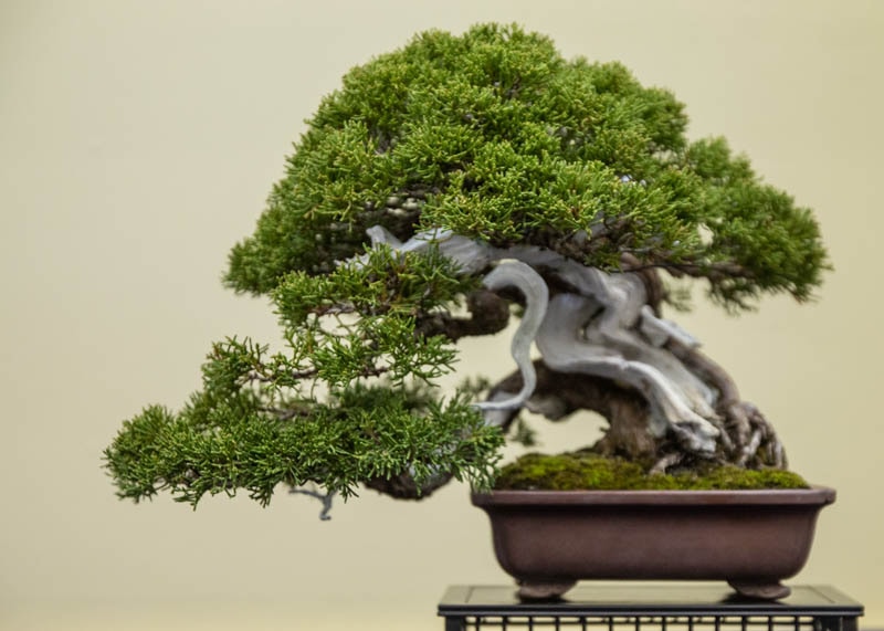 how to care for a juniper bonsai tree indoors