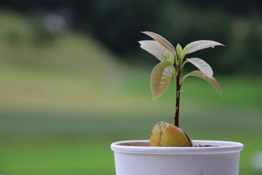 What Is the Best Soil For Avocado Trees?