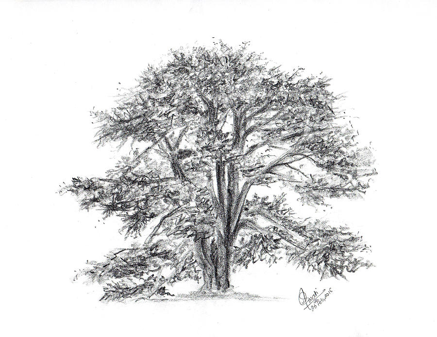how to draw a cedar tree