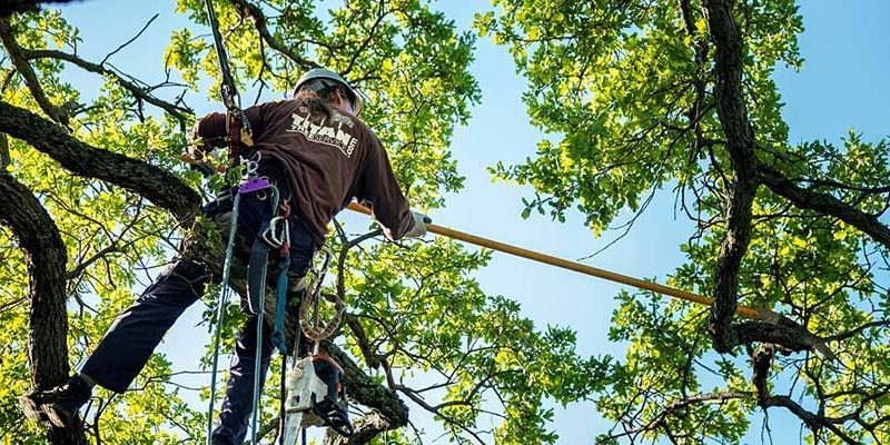 how to cut tree limbs that are too high to reach