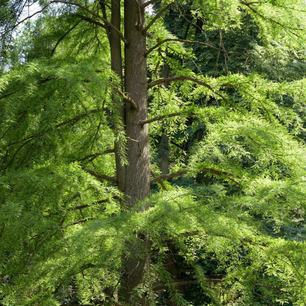 How Much Is A Cypress Tree Worth?