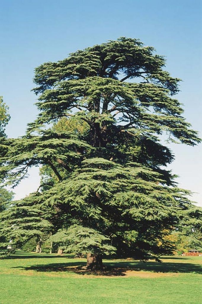 What Does A Cedar Tree Represent
