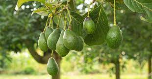 what time of year do avocado trees bear fruit