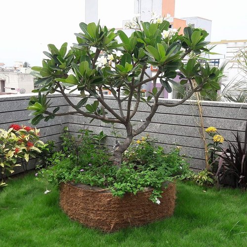 how to care for plumeria tree