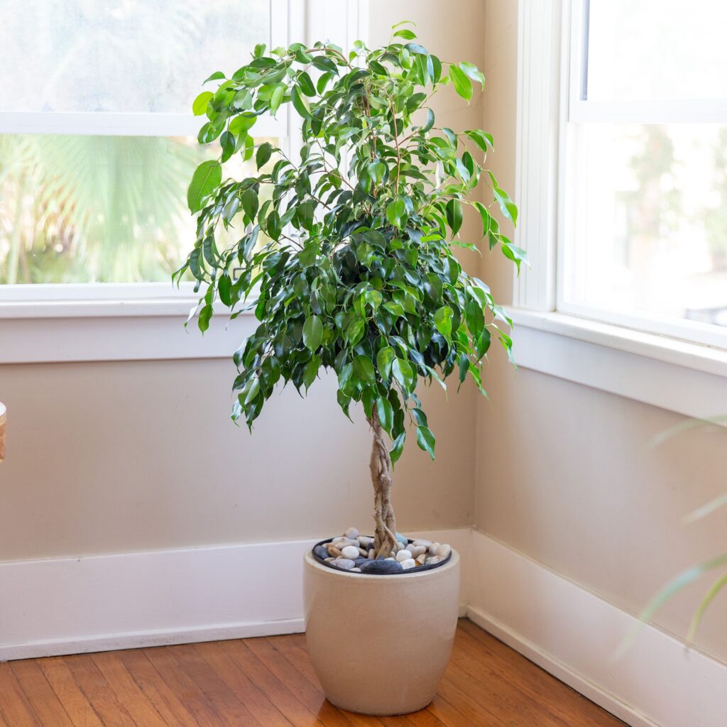 How To Prune A Ficus Trees