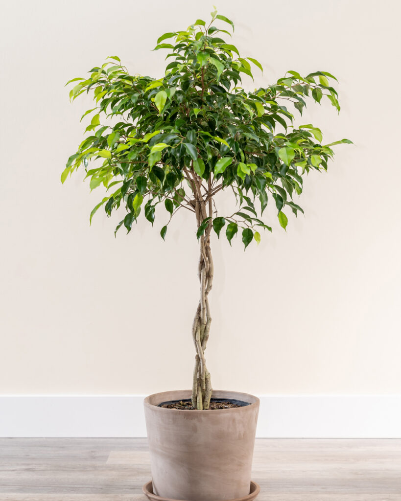 How to Propagate a Ficus