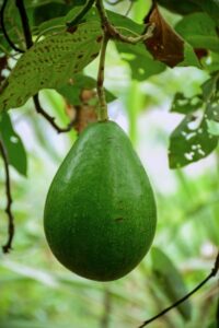 when do avocado trees bear fruit in Florida