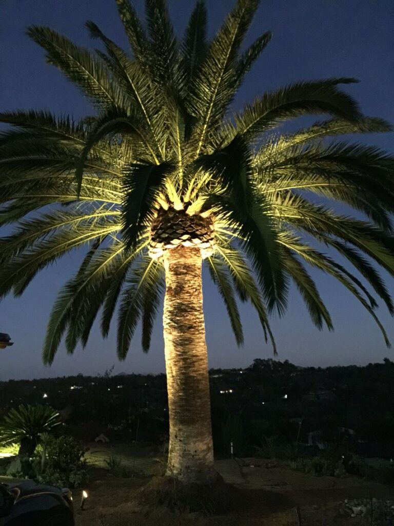 How to Light Up a Palm Tree