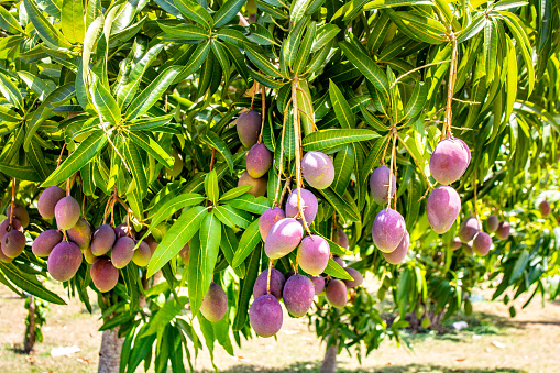 how many mango per tree