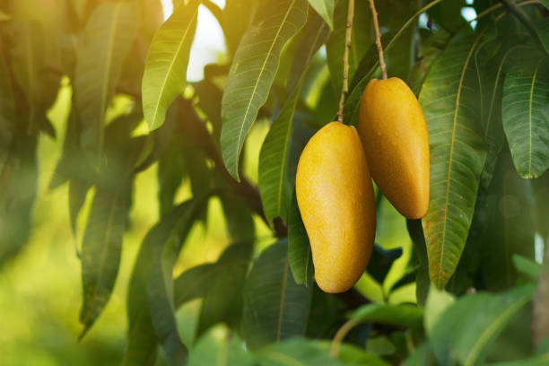 when to pick mango from tree