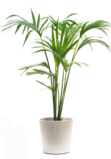 how to save a dying palm tree house plant