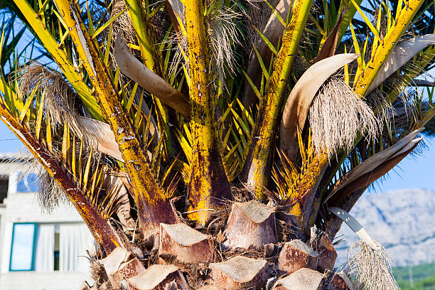 how to trim a palm tree plant