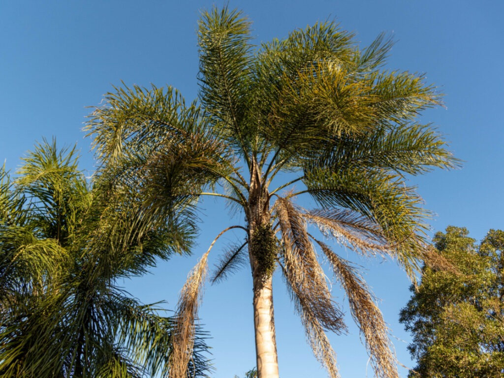 how to clean a queen palm tree trunk