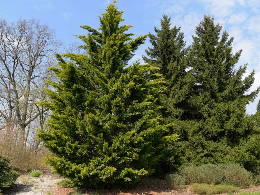 how to save a dying leyland cypress tree