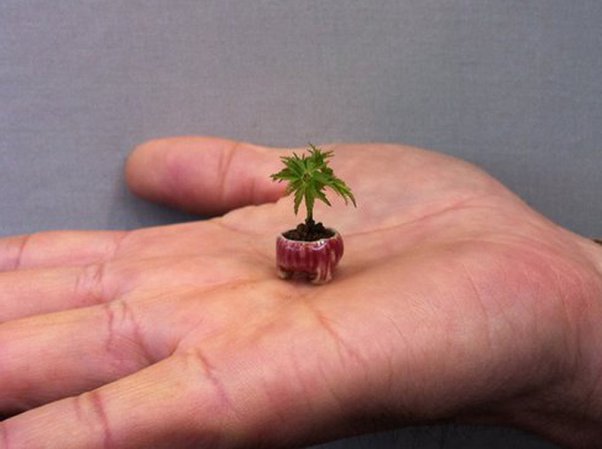 what is the smallest tree in the world