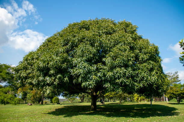How to Save a Dying Mango Tree