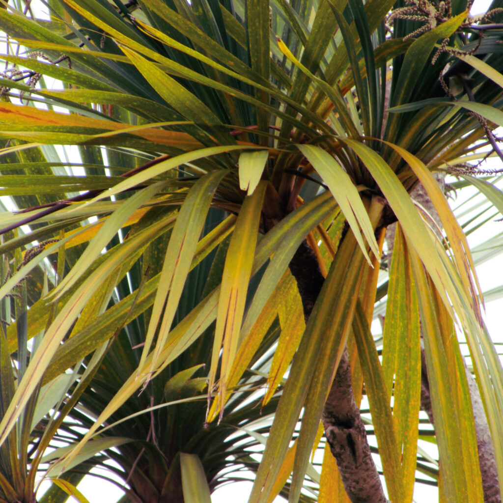 how to treat yellow leaves on palm tree