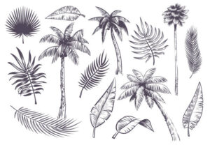 how to draw palm tree leaves