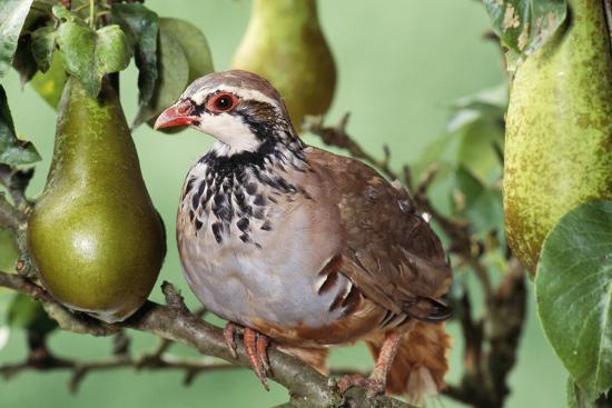 what does a partridge in a pear tree look like