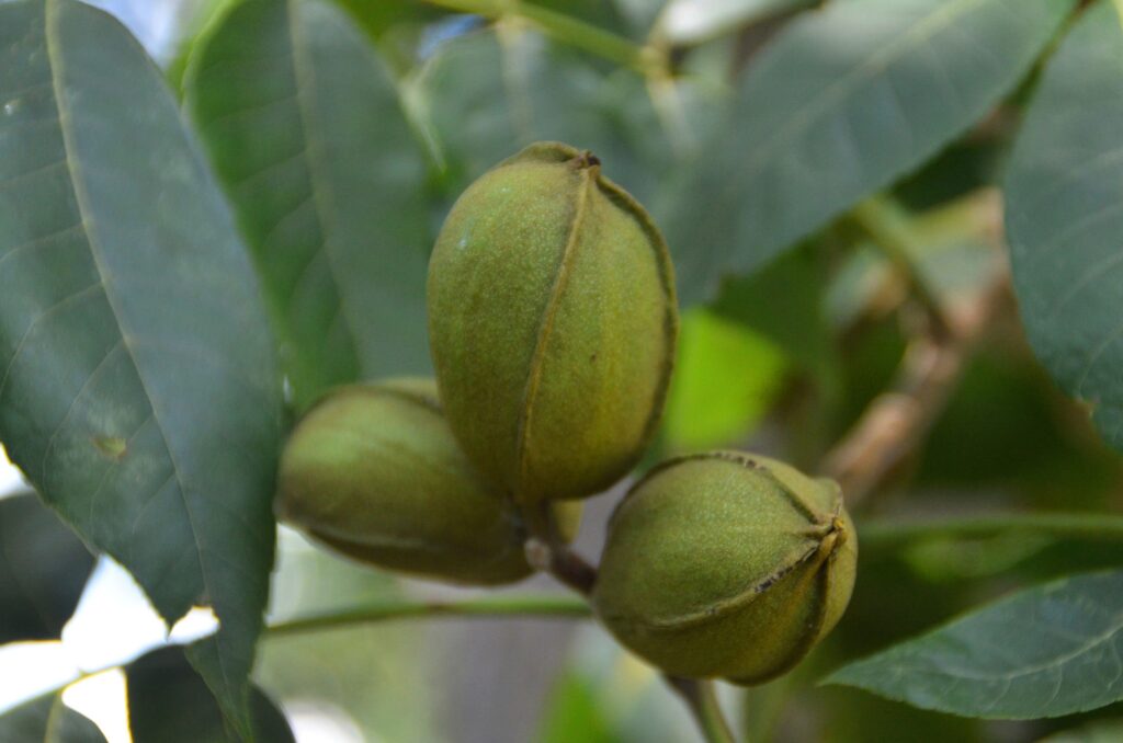 How Much Does a Pecan Tree Cost?
