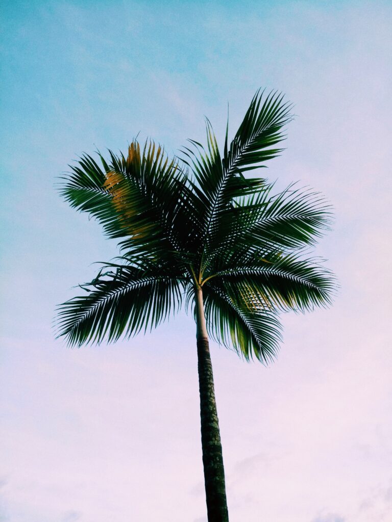 how to climb a palm tree