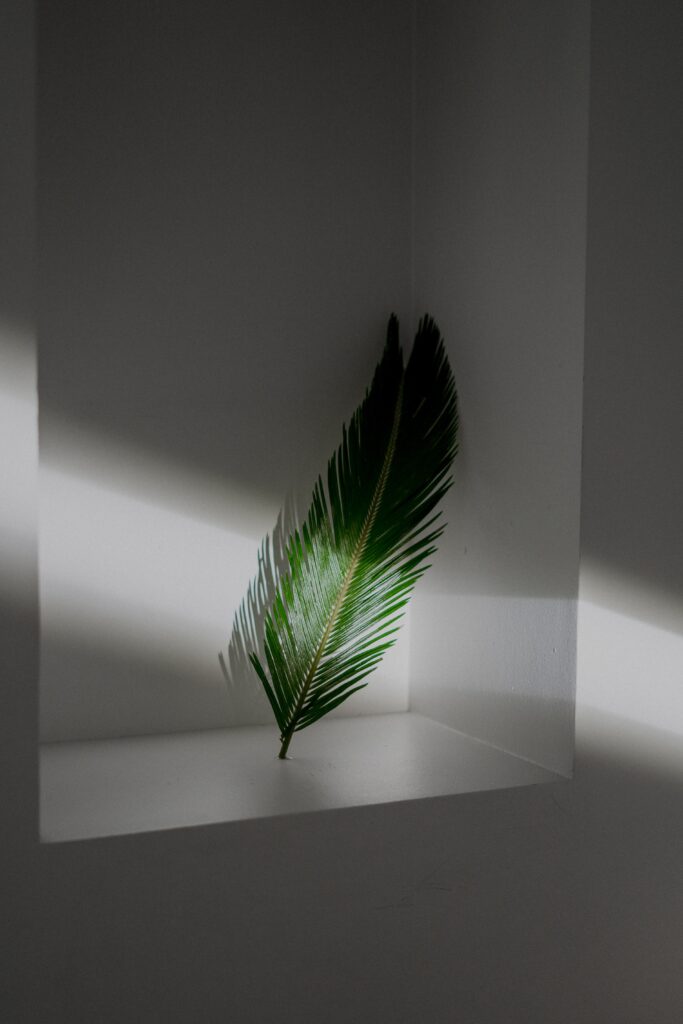 where to buy palm tree leaves