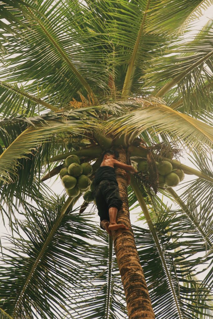 how to climb a palm tree without spikes