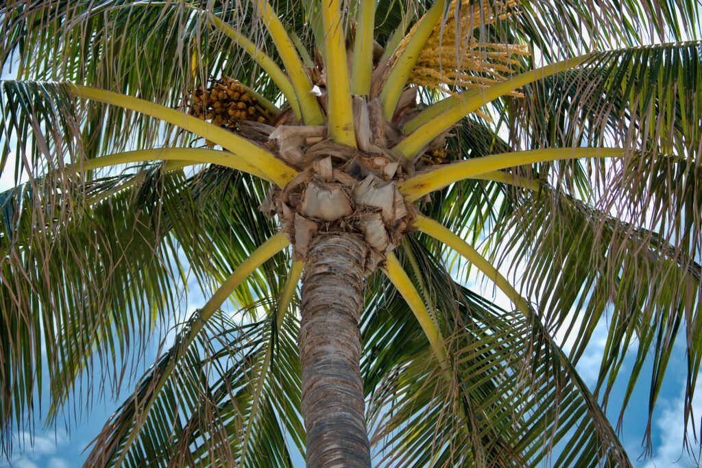 how to remove a palm tree