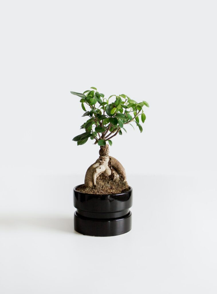 How to Care For a Bonsai Ficus Tree