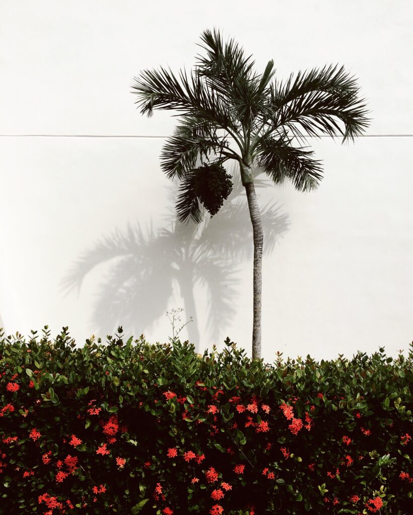 What to plant around a palm tree