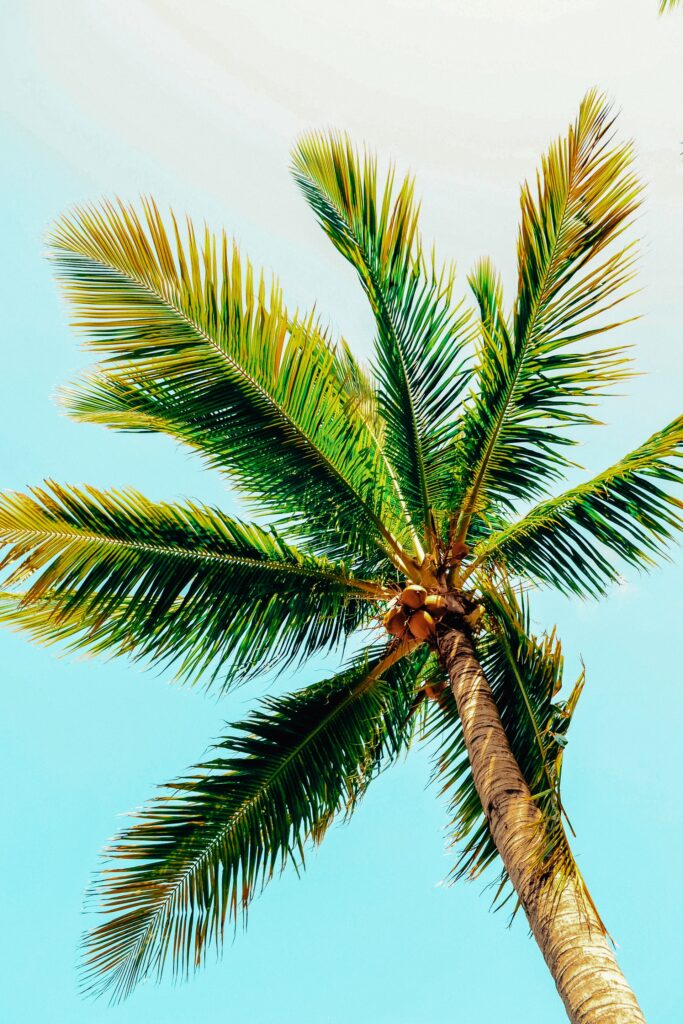 how to save a dying coconut palm tree