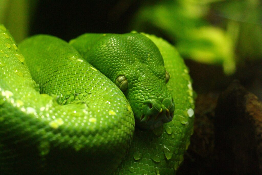 How to Care For a Green Tree Python
