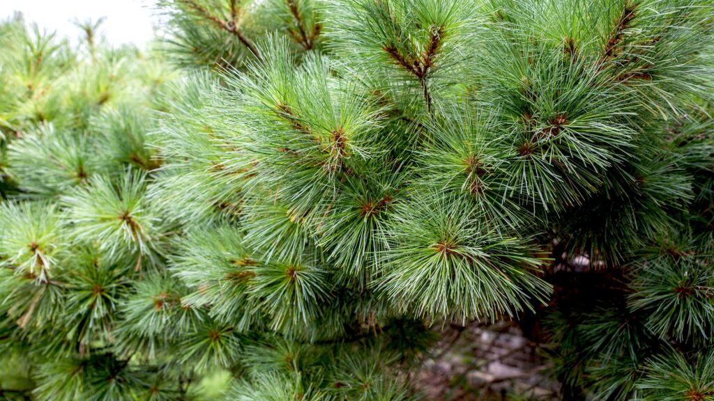 how long does a pine tree live