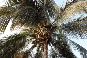 what to plant around a palm tree