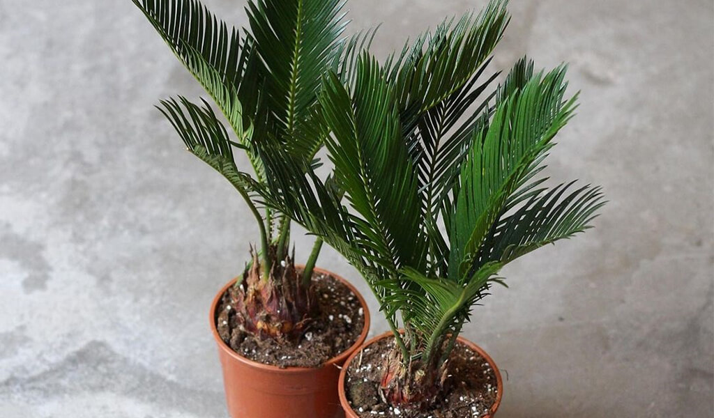 How to Repot a Palm Tree