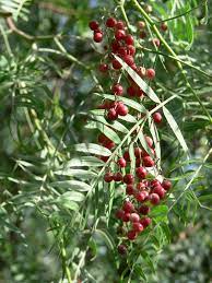 how to kill a pepper tree