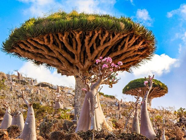 what is the rarest tree in the world