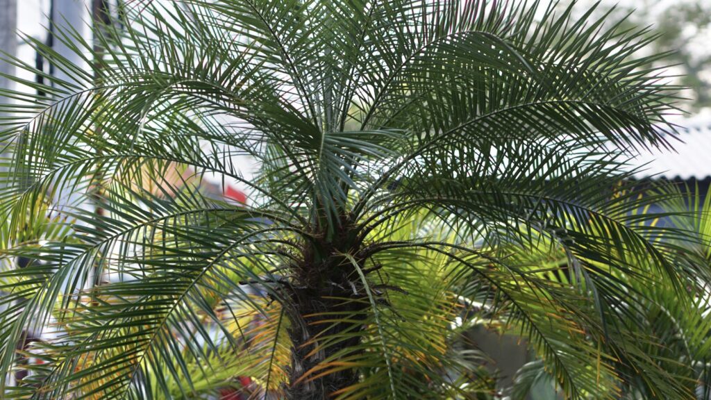 how to trim a robellini palm tree