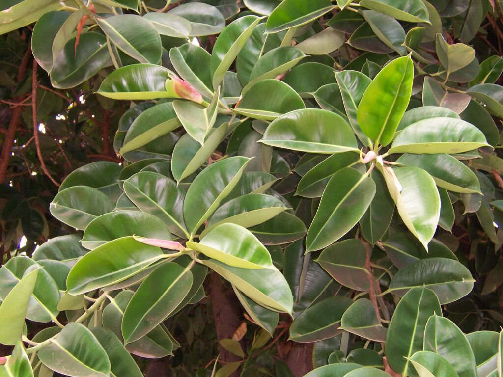 How to Save a Dying Rubber Tree Plant