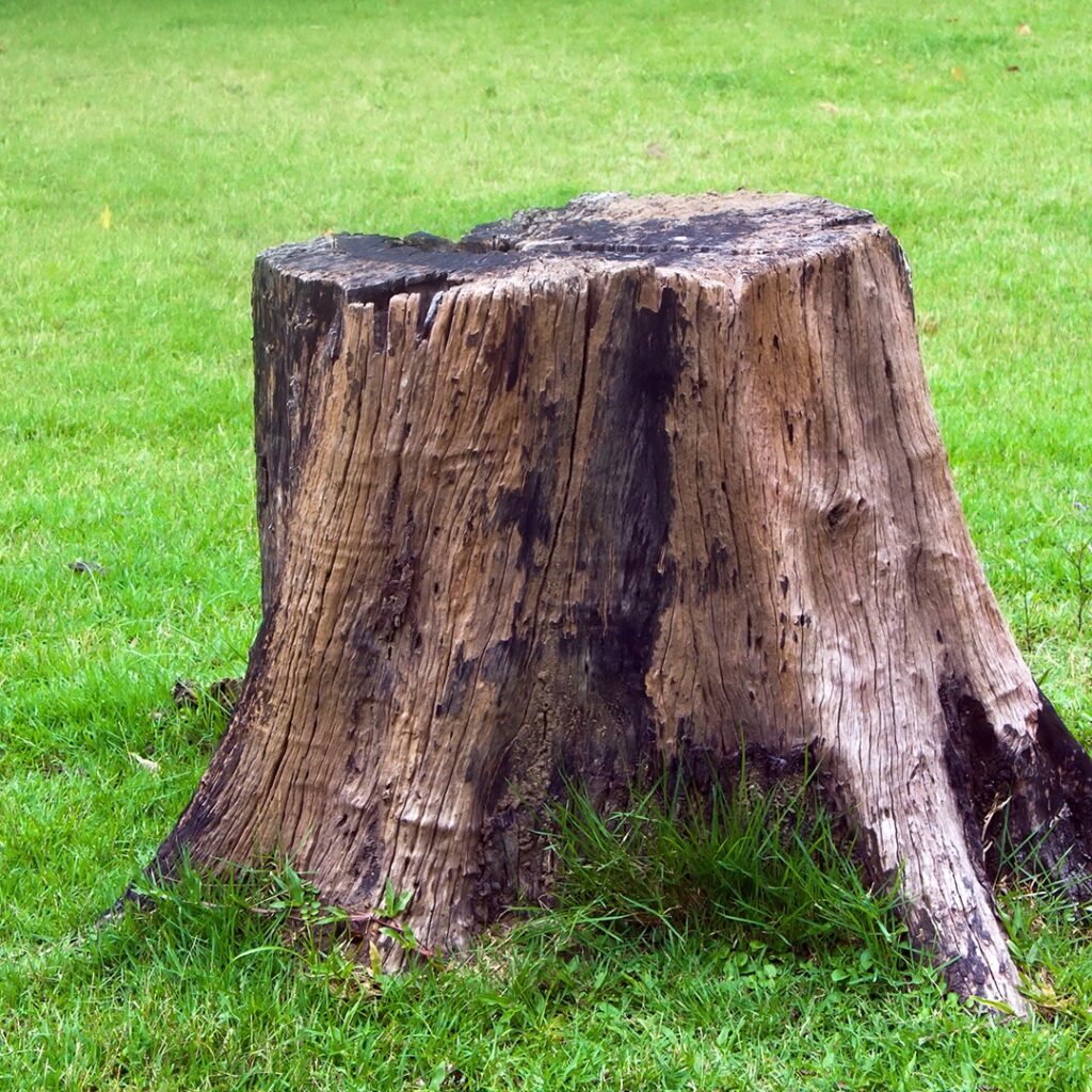 What to Do With Palm Tree Stump