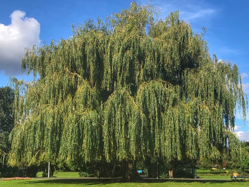 how to prune a willow tree