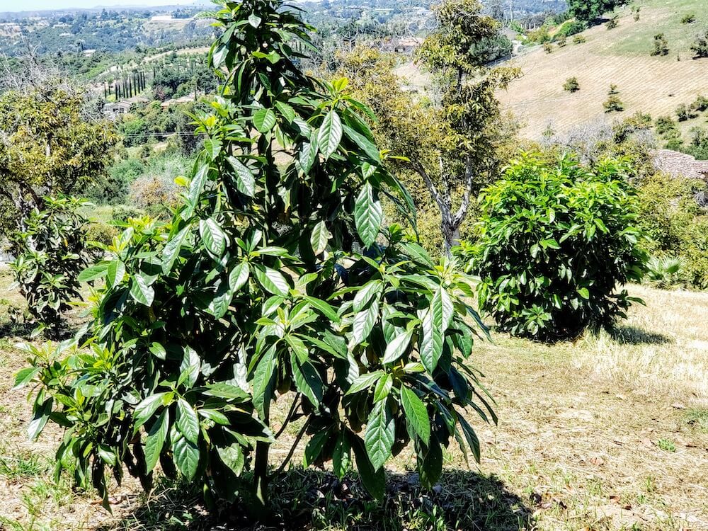 What is The Best Fertilizer For Avocado Trees