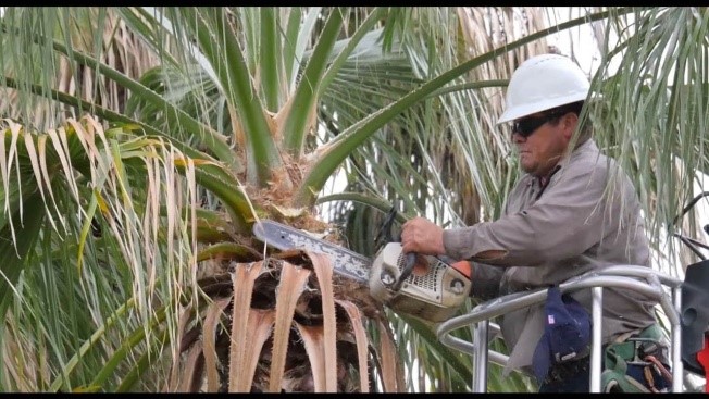 how to cut down palm tree